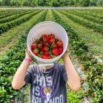 Child holding a large bucket of strawberries in a PYO strawberry field