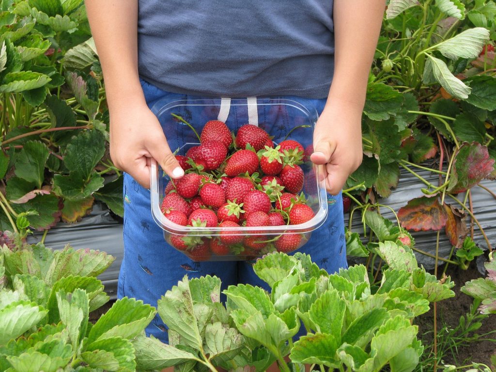 Five Of The Best Places For Pick Your Own Strawberry Picking In Kent ...